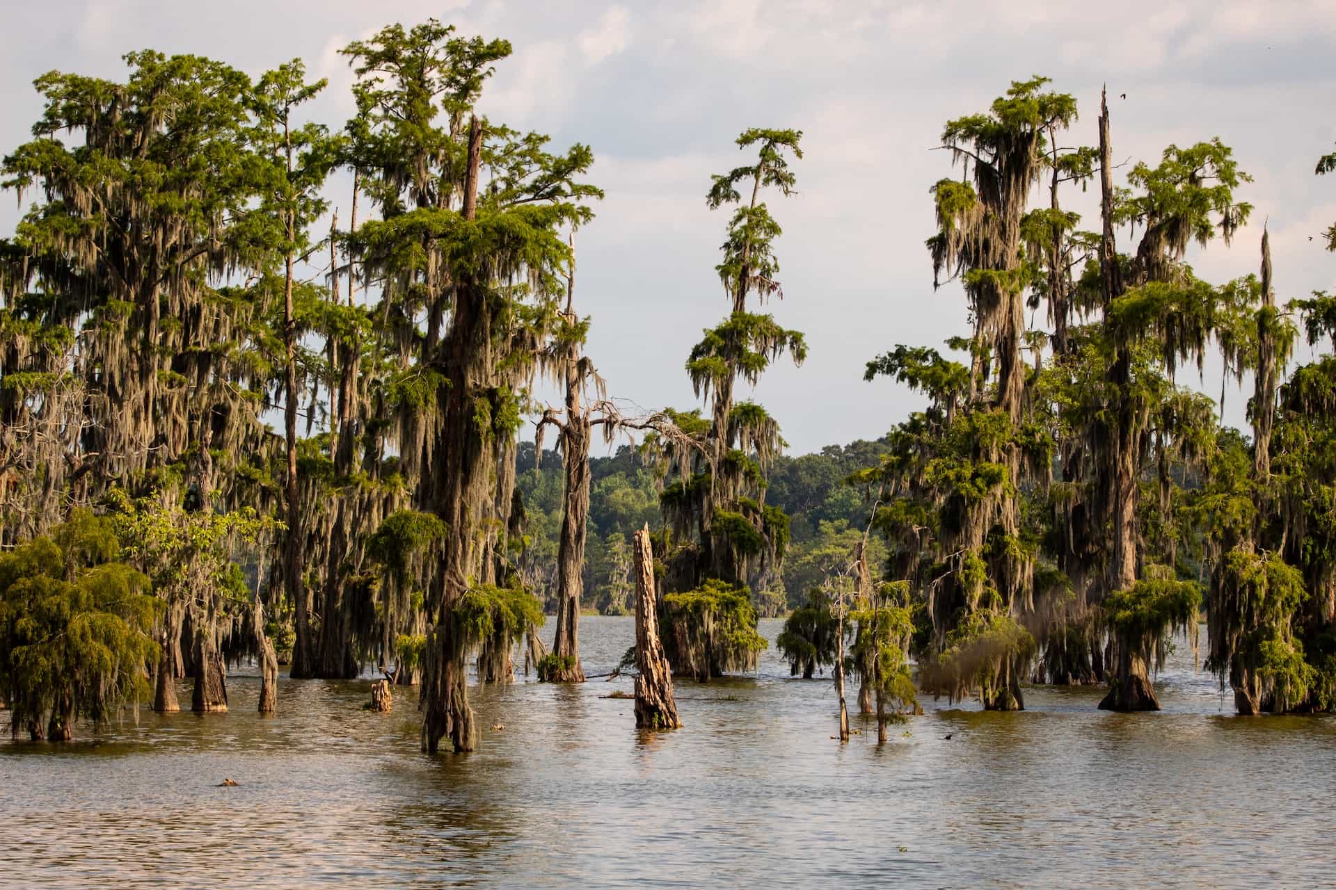 Several massive cypress trees in the Louisiana bayou swamp, surrounded by thick water and lush vegetation.